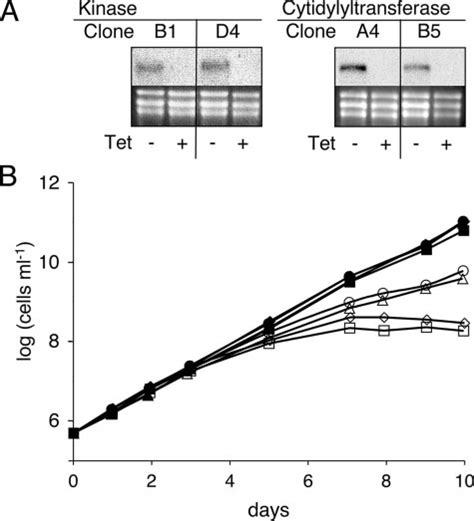 Growth Phenotype Of Rnai Cell Lines Targeting Enzymes Of The Kennedy