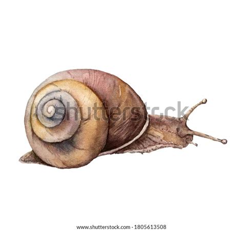 Caracol acuarela Animales pintados a mano ilustración de stock