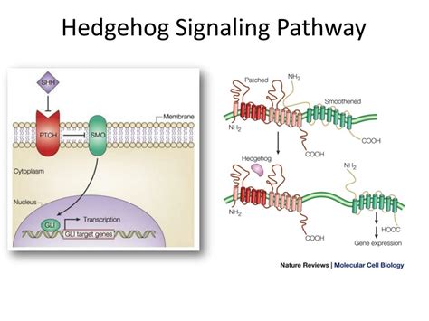 PPT Smoothened And The Hedgehog Hh Pathway PowerPoint