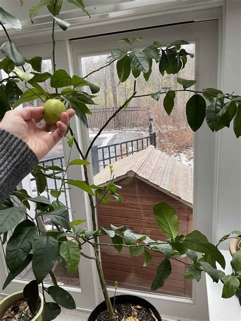 🌱 How To Grow A Lime Tree Indoors