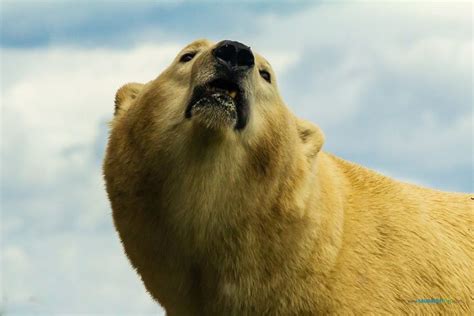 Polar Bear close up Canadian Polar Bear Habitat http://canadianpolarbearhabitat.com Prints ...