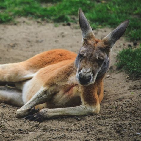 Relaxing Kangaroo Free Stock Photo - Public Domain Pictures