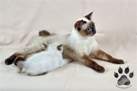 Complete Care Guide For Siamese Cat Pregnancy