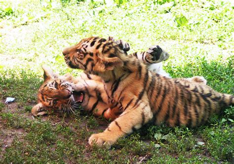 Tiger cubs playing 02 by FoxRAGE-Stock on DeviantArt