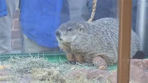 Groundhog Day: Staten Island Chuck predicts early spring - ABC7 New York