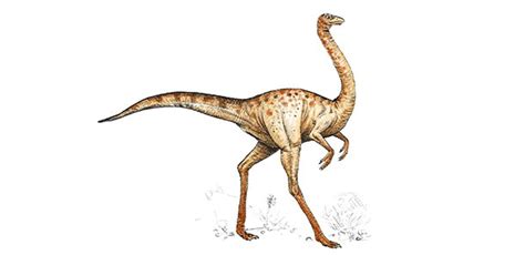 Ornithomimus Pictures & Facts - The Dinosaur Database