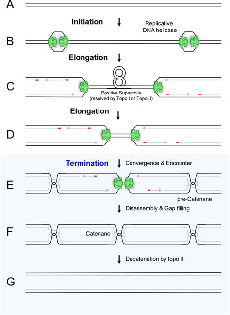 Dna Replication Initiation Elongation Termination