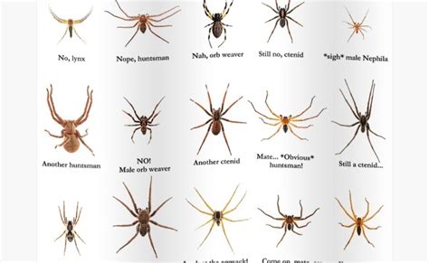 How To Identify The Brown Recluse Country Living Tips Brown Recluse Recluse Spider Brown