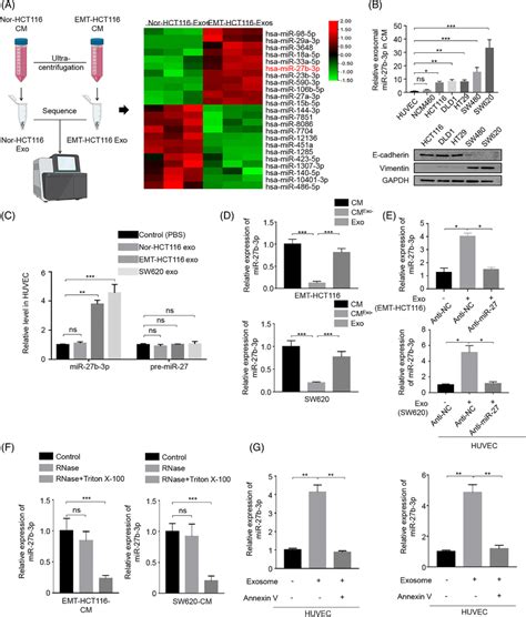 The Exosomal Mir B P Secreted By Colorectal Cancer Cells Is