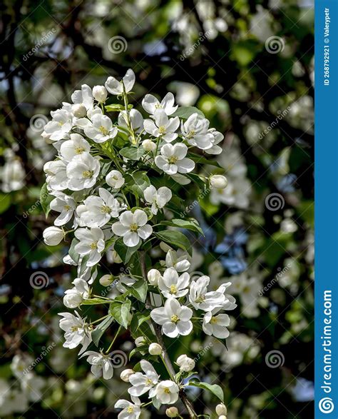 Ramas De Un Manzano Floreciente Con Hermosas Flores Blancas Imagen De