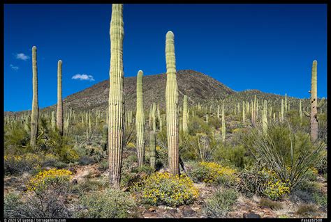 » Sonoran Desert National Monument Guide - from QT Luong's Blog