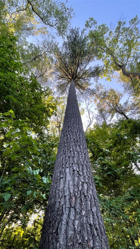 This super tall tree trunk : r/oddlysatisfying