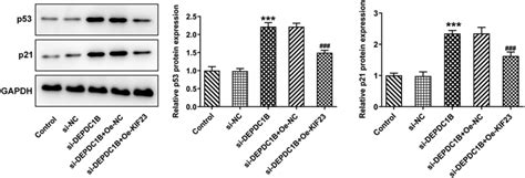 Depdc1b Activates P53 Signaling Pathway Via Kif23 In Hcc Cells The