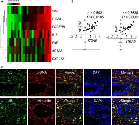 Integrin α5 Subunit Is Required For The Tumor Supportive Role Of