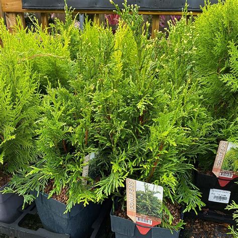 Thuja Plicata Can Can Knights Garden Centres