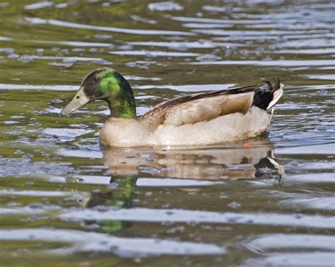 Free picture: hybrid, crossbred, mallard, duck