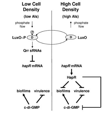 How Quorum Sensing Works