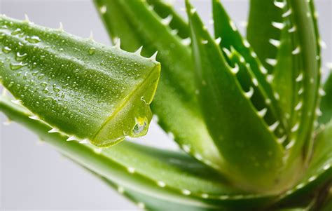 Il Succo Di Aloe Vera Da Bere E I Suoi Benefici