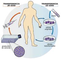 BiologiaAmanda1ºB La terapia génica