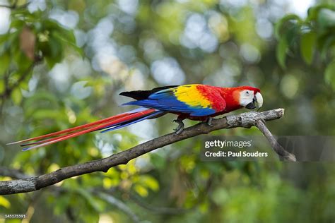 Scarlet Macaw Costa Rica High-Res Stock Photo - Getty Images