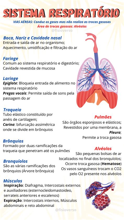 Sistema Respirat Rio Resumo Pdf Braincp