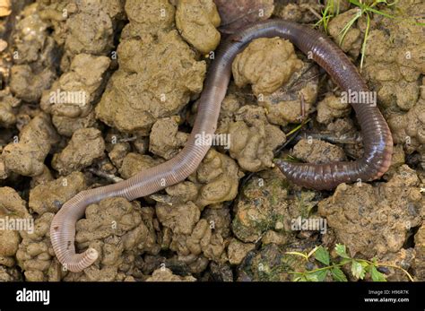 Big Earthworm Lumbricus Sp Stock Photo Alamy