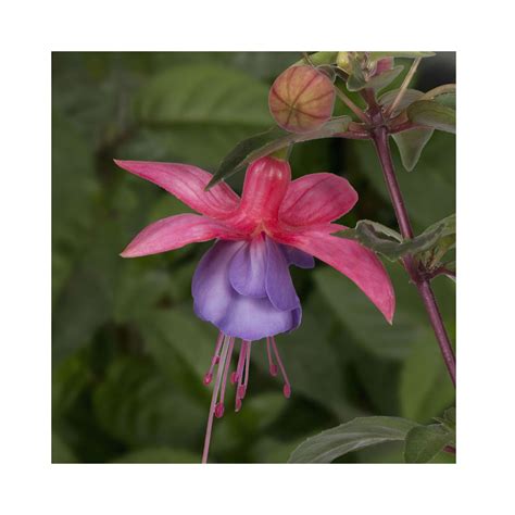 Trailing Fuchsia Ringwood Market – BuyPlants.co.uk