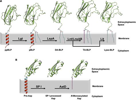 Frontiers Bacterial Lipoprotein Posttranslational Modifications New