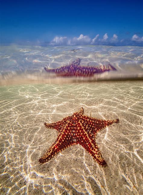 Starfish Point | Explore Cayman