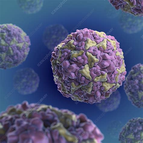 Human Rhinovirus, artwork - Stock Image - C020/4207 - Science Photo Library