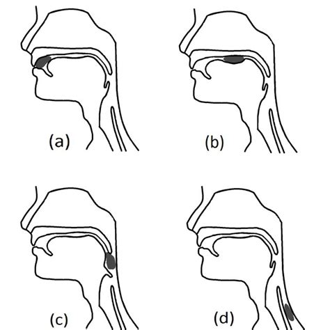 Describe The Two Phases Of Swallowing