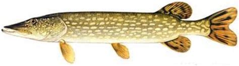 northern pike fish species fishing kdwp kdwp