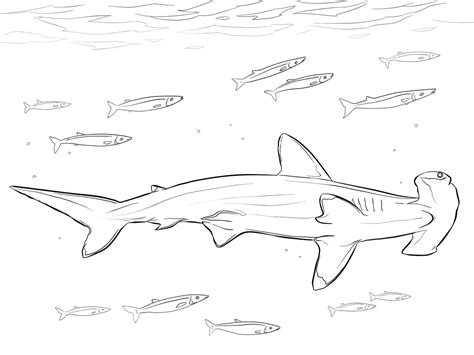 Hammerhead Shark With Pilot Fishes In Marine Life Coloring Page Free