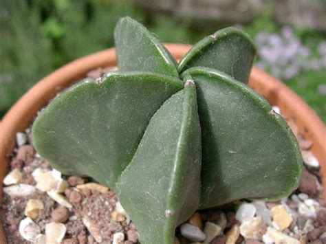 Astrophytum Myriostigma V Nudum Foto Scheda Piante Grasse