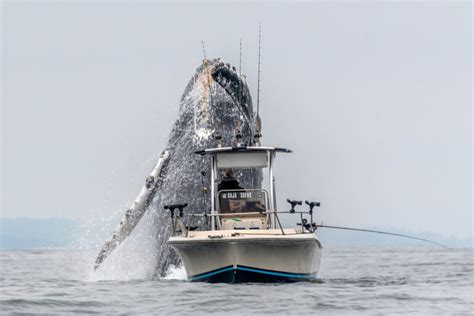 Una Enorme Ballena Jorobada Sorprende A Un Pescador En California