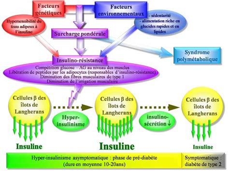 Diabète De Type 2 Physiopathologie