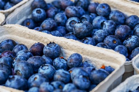 Das Macht Heidelbeeren So Gesund N Hrwerte Und Wissenswertes Zu