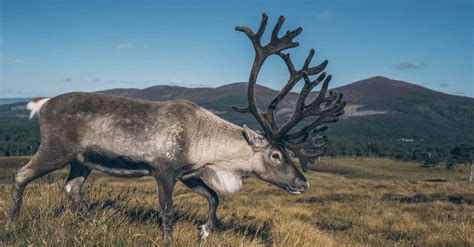 Caribou Migration - TIL : r/CaribouHunting