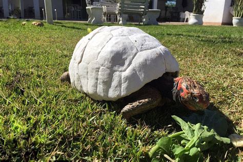 Injured Tortoise Freddy Gets World S First D Printed Shell Demilked