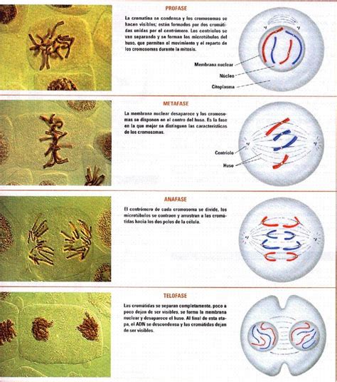 Mitosis Biología 4º Eso