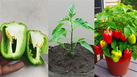 How To Grow Bell Pepper Capsicum At Home WITH UPDATES How To Grow