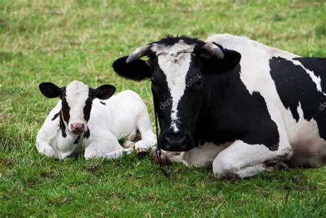 Cow and calf — Stock Photo © DamianPalus #25208761