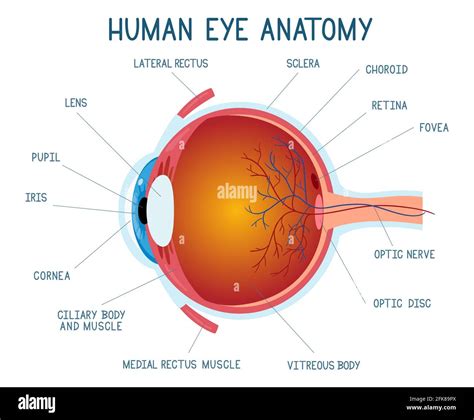 Cartoon eye anatomy scheme. Human eye ball infographic, eyeball inner ...