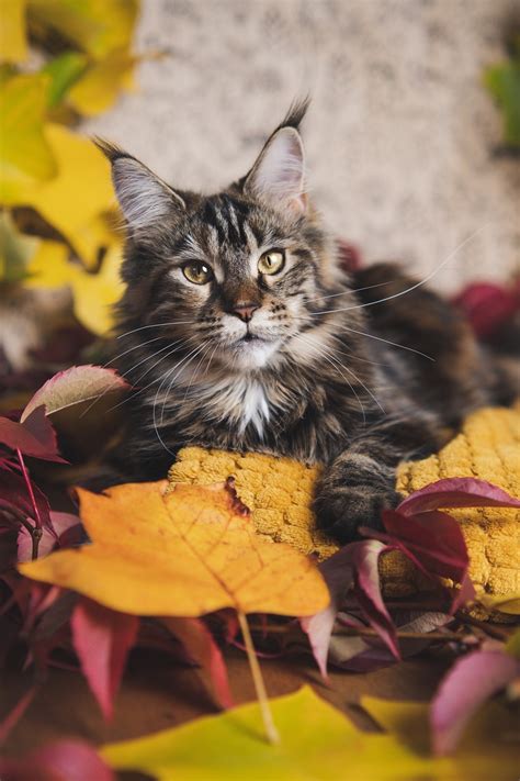 50 000 Kostenlose Maine Coon Katze Und Maine Coon Bilder Pixabay