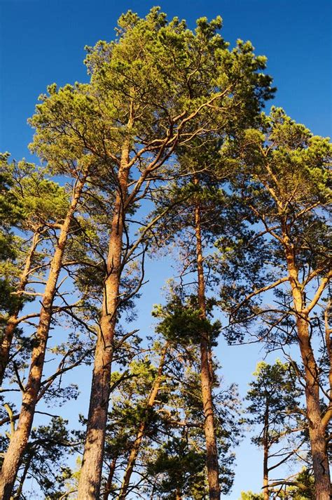 Crowns Of Scots Or Scotch Pine Pinus Sylvestris Trees Against Blue Sky