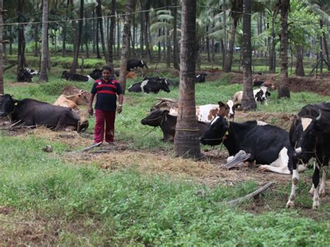 Dairy Farm Land For Sale In Meenakshipuram Palakkad