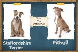 Staffordshire Terrier Vs Pitbull - Spot The Difference | ZooAwesome