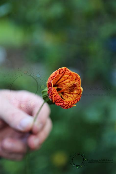 Abutilon Pictum Redvein Indian Mallow The Gardener S Notebook