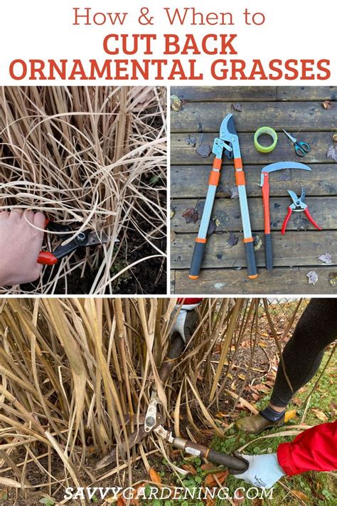 How And When To Cut Back Ornamentil Grasses With Garden Gardening Tools