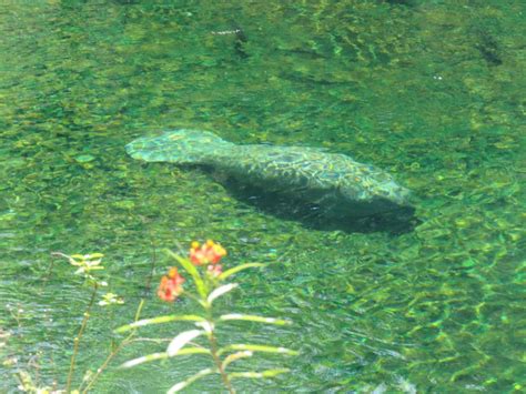 Orlando: Small Group Manatee Discovery Kayak Tour